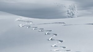 wintry, backcountry skiiing, ski tracks