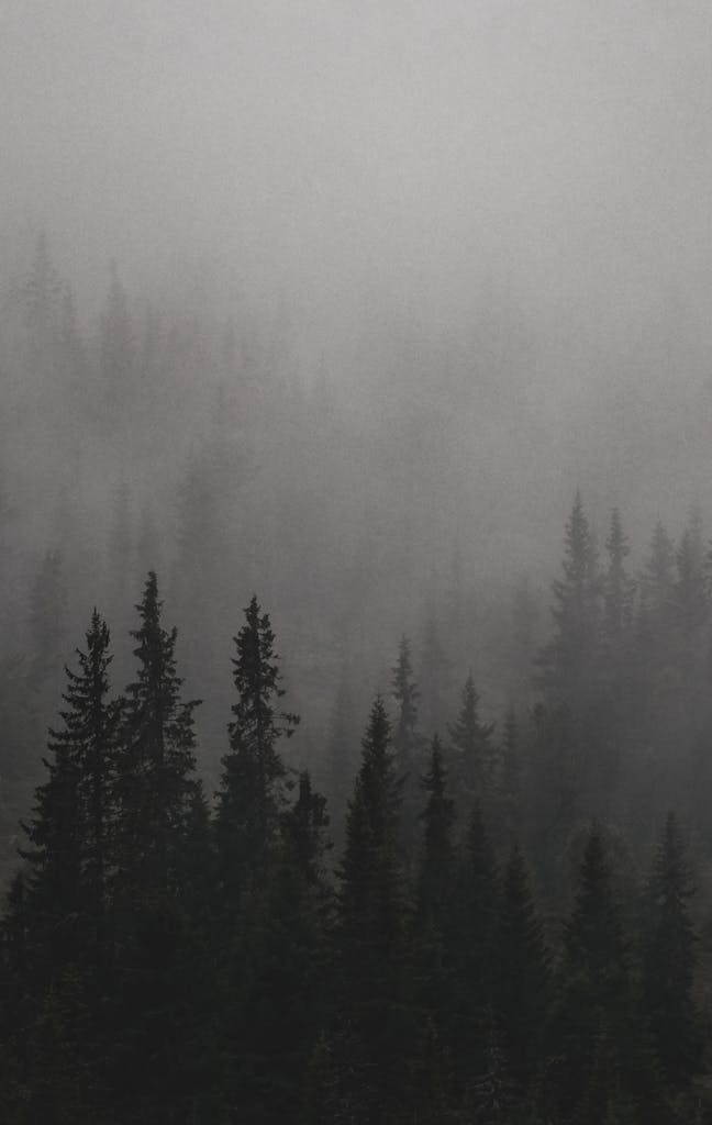 A serene misty forest with evergreen trees shrouded in winter fog, creating a mystical landscape.